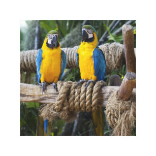 Blauer und gelber Macaw eingewickelte Leinwand