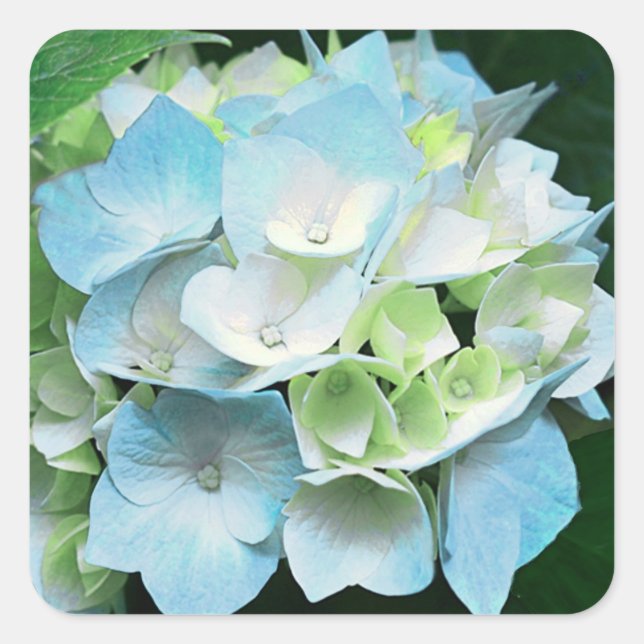 Blauer und grüner Hydrangea-Blumenkleber / Siegel Quadratischer Aufkleber (Vorderseite)