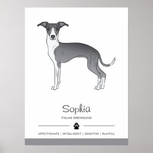 Blauer und weißer Italienischer Windhund mit indiv Poster