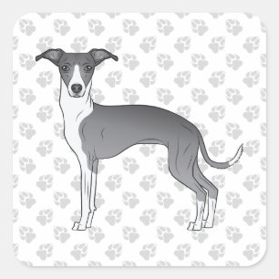 Blauer und weißer Italienischer Windhund mit Pfote Quadratischer Aufkleber