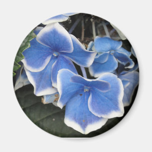 (Blauer und weißer) Magnet SternexplosionHydrangea