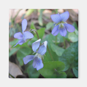 Blauer Veilchen-Magnet Magnet