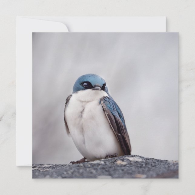 Blauer Vogel (Vorderseite)
