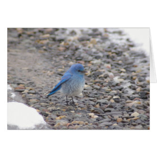 Blauer Vogel