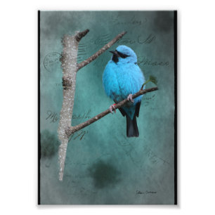 Blauer Vogel auf Ast Mixed Media Fotodruck