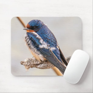 Blauer Vogel, Barnschlucht, kanadische Fotografie Mousepad