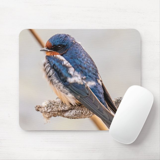 Blauer Vogel, Barnschlucht, kanadische Fotografie Mousepad (Mit Mouse)