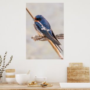 Blauer Vogel, Barnschlucht, kanadische Fotografie Poster
