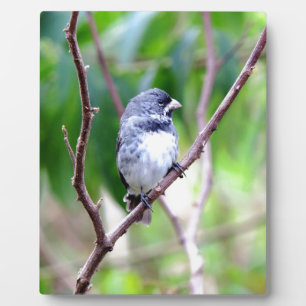 Blauer Vogel Fotoplatte