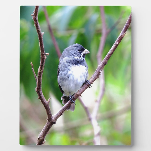 Blauer Vogel Fotoplatte (Vorderseite)