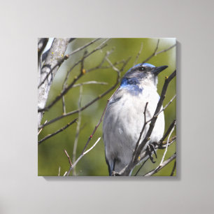 Blauer Vogel in Tree Leinwanddruck
