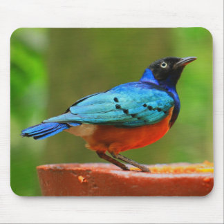 Blauer Vogel Mousepad