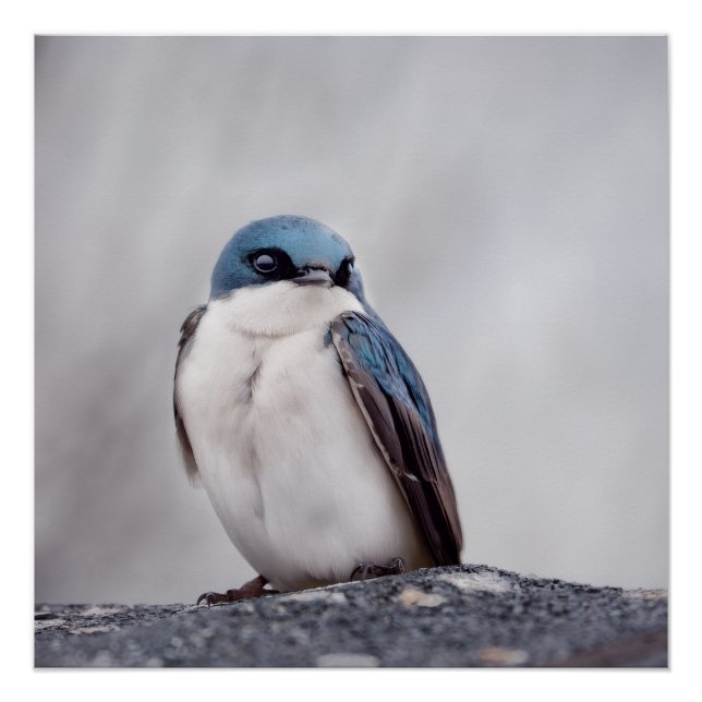 Blauer Vogel Poster (Vorderseite)