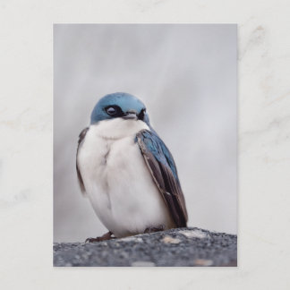 Blauer Vogel Postkarte