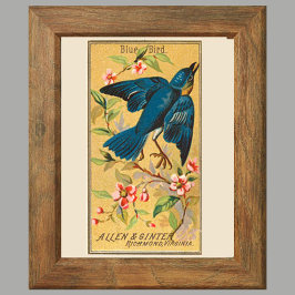 Blauer Vogel, Satz von 8 (2 von 8) Vogel-Galerie-W Poster