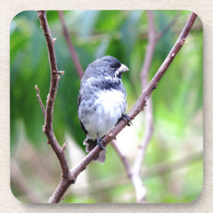 Blauer Vogel Untersetzer