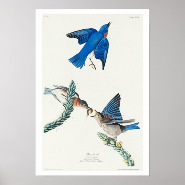 Blauer Vogel von Audubon Poster (Vorne)