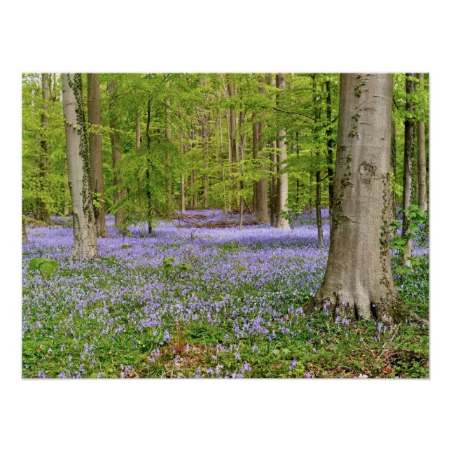 Blauer Wald mit Blauglockenblumen Poster (Vorderseite)