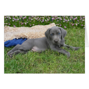 Blauer Weimaraner Welpe