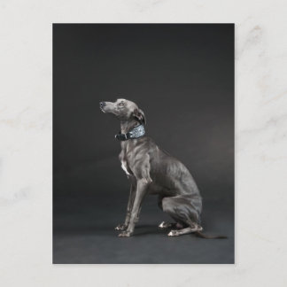 Blauer Whippet Postkarte
