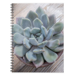 Blaues Aquamarines grünes Foto Echeveria Apus Notizblock