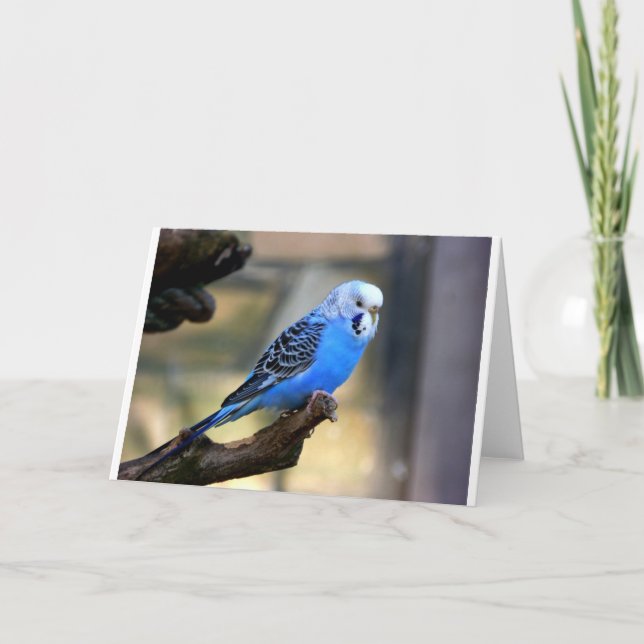 Blaues Budgie Karte (Vorderseite)
