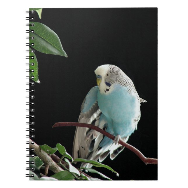 Blaues Budgie Notizbuch, Parakeet-Briefpapier Notizblock (Vorderseite)