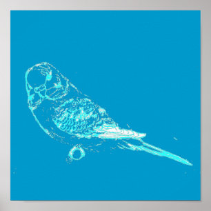 Blaues Budgie Plakat