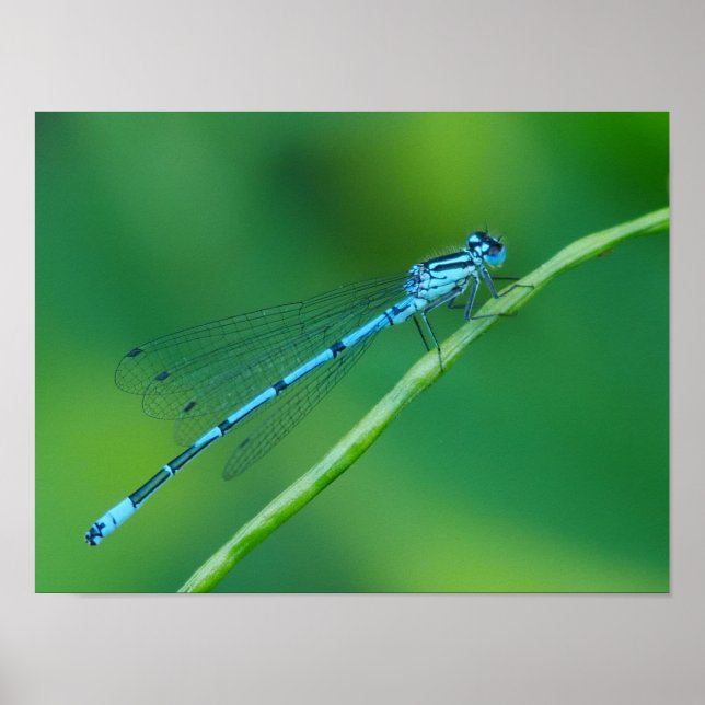Blaues Damselfly-Poster Poster (Vorne)