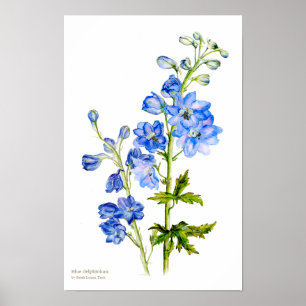 Blaues Delphinium Botanisches Kunstposter Poster