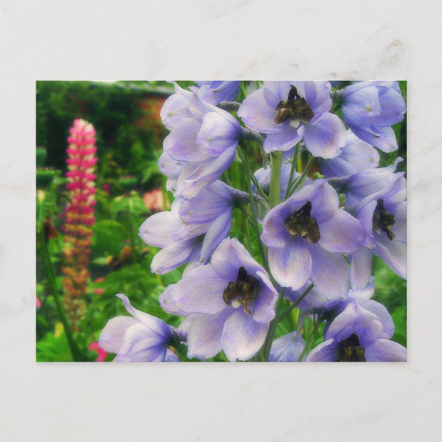 Blaues Delphinium Postkarte (Vorderseite)