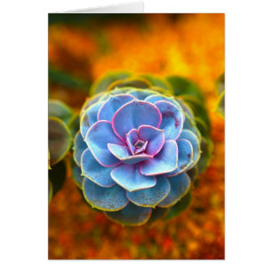 Blaues Echeveria