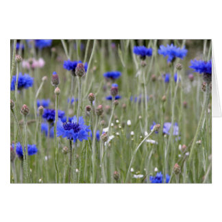 Blaues Feld