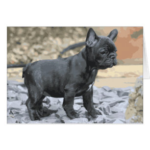 BLAUES FRENCHIE