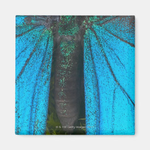 Blaues GebirgsFrack (Papilio Ulysses) Magnet