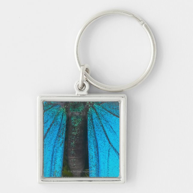 Blaues GebirgsFrack (Papilio Ulysses) Schlüsselanhänger (Vorne)