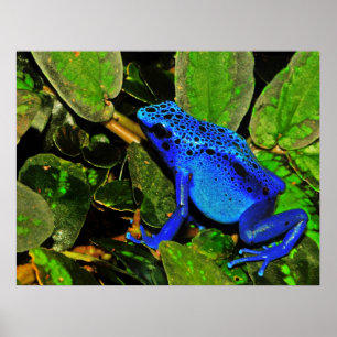 Blaues Gift-Pfeil-Frosch Dendrobates azureus Poster