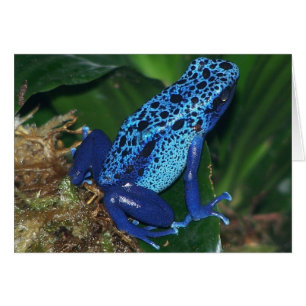 Blaues Giftarrow-Frosch-Portrait