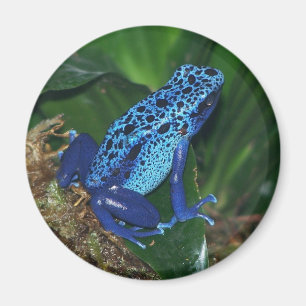Blaues Giftarrow-Frosch-Portrait Magnet