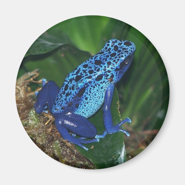 Blaues Giftarrow-Frosch-Portrait Magnet (Vorne)