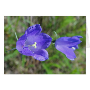 Blaues Glockenblumenpari, Grusskarte, Decke