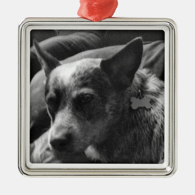 Blaues Heeler Ornament Aus Metall (Vorne)
