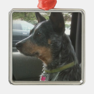 Blaues heeler silbernes ornament