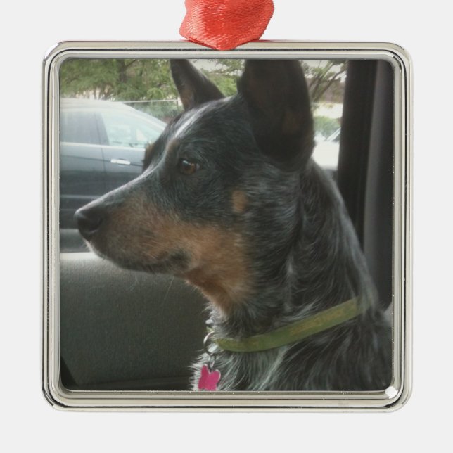 Blaues heeler silbernes ornament (Vorne)