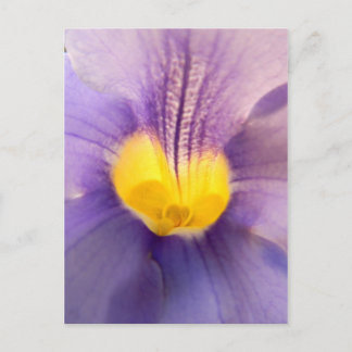 Blaues Himmelsblumen-Makro-Foto Postkarte