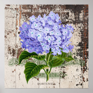Blaues Hydrangea auf rustikalem Hintergrund Poster