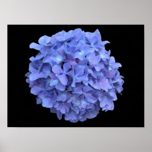 Blaues Hydrangea-Blüten-Plakat Poster