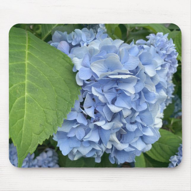 Blaues Hydrangea (Hydrangea macrophylla) Mousepad (Vorne)