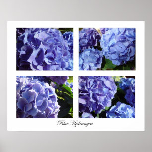 Blaues Hydrangea Poster