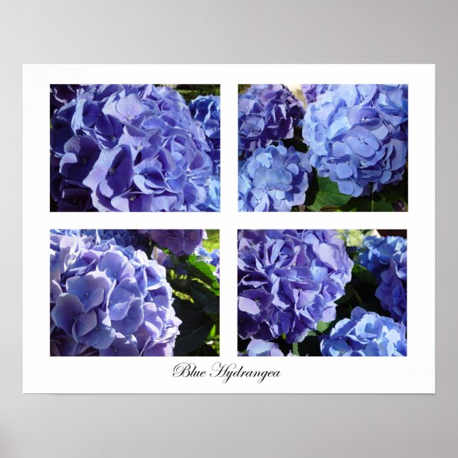 Blaues Hydrangea Poster (Vorne)